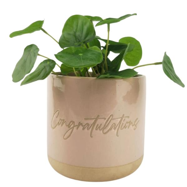 Congratulations Planter  |   Quirky Pots & Planters Pots & Planters Quirky Pots & Planters