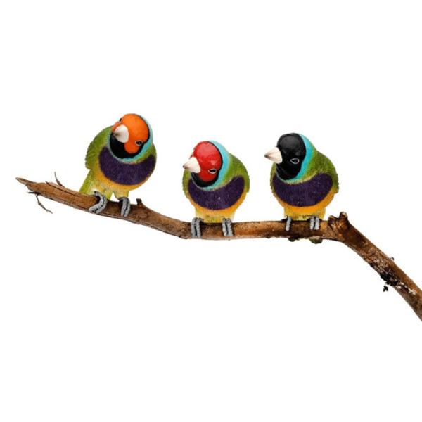 Gouldian Finch Pot Sitter (Asstd)  |   Pot Sitters Ornaments & Indoors Pot Sitters