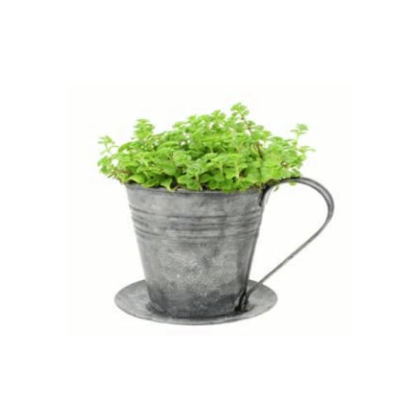 Zinc Cup & Saucer Planter  |   Quirky Pots & Planters Pots & Planters Quirky Pots & Planters